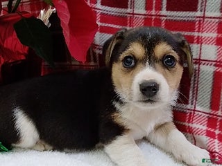 Mixed Breed dogs Tommy - Ad 6