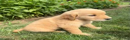 Golden Retriever dogs for sale: Emma - Ad 2