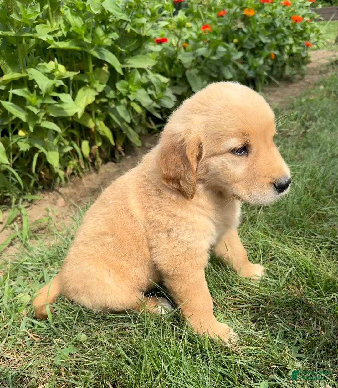 Golden Retriever dogs for sale: Emma - Ad 2