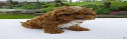 Cavapoo dogs for sale: Ivy - Ad 5