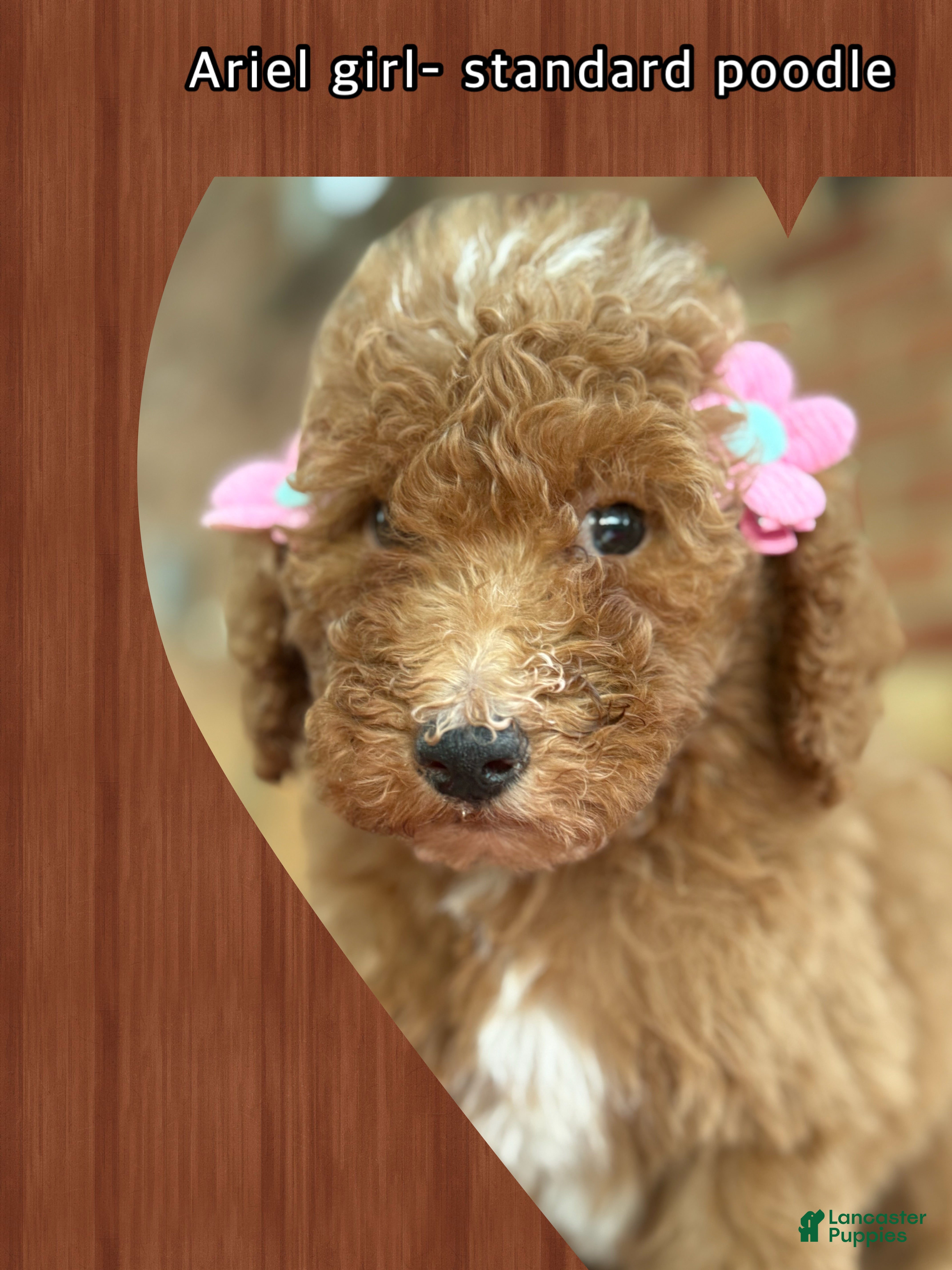 Standard Poodle dogs for sale: Standard Poodle litter of 5 puppies - Ad 1