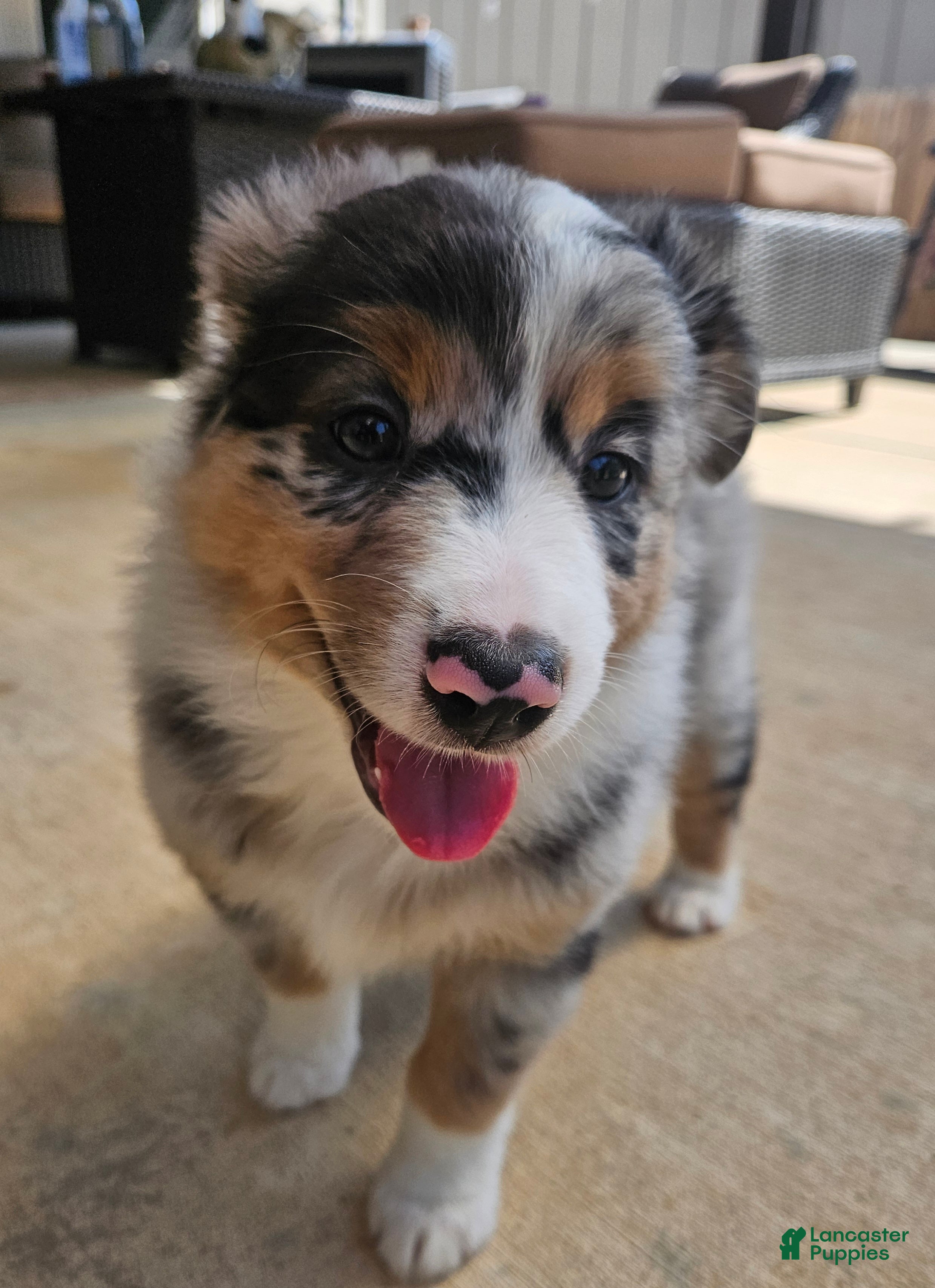 Australian Shepherd dogs Gorgeous Blue Merle Female with a Unique Heart Nose - Ad 35