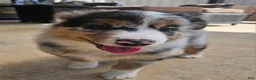 Australian Shepherd dogs for sale: Gorgeous Blue Merle Female with a Unique Heart Nose - Ad 1