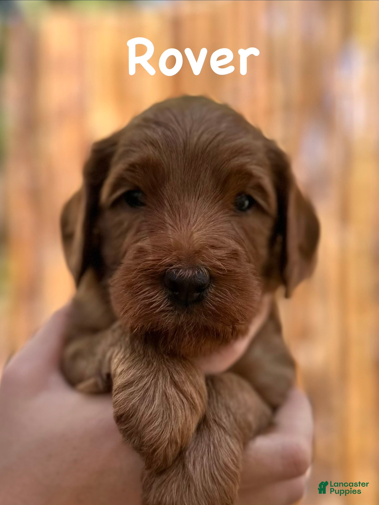 Australian Labradoodle dogs for sale: Rover - Ad 4