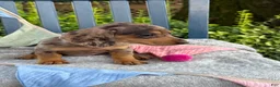Miniature Dachshund dogs for sale: Theodora - Ad 12