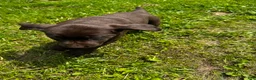 Labrador Retriever dogs for sale: Pascal - Ad 13