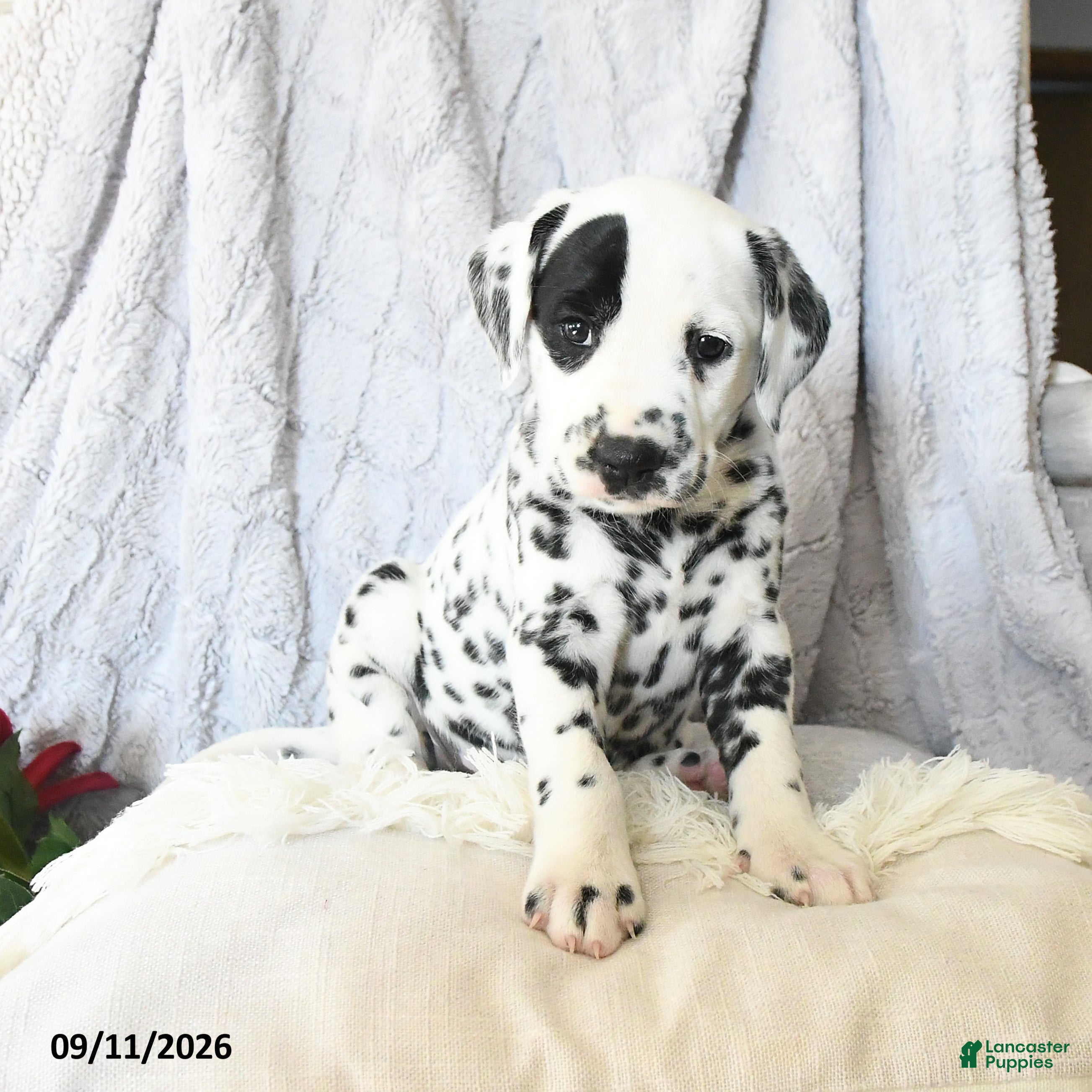 Dalmatian dogs Lady - Ad 2