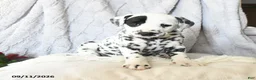 Dalmatian dogs for sale: Lady - Ad 2