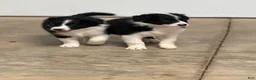 Border Collie dogs for sale: King - Ad 13