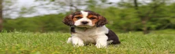 Beagle dogs for sale: Barron - Ad 1