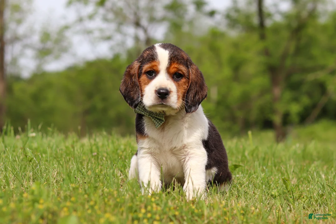 Beagle dogs for sale: Barron - Ad 1