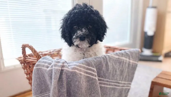 Labradoodle dogs Charlie standard - Ad 19