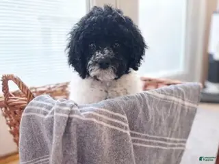 Labradoodle dogs Charlie standard - Ad 18