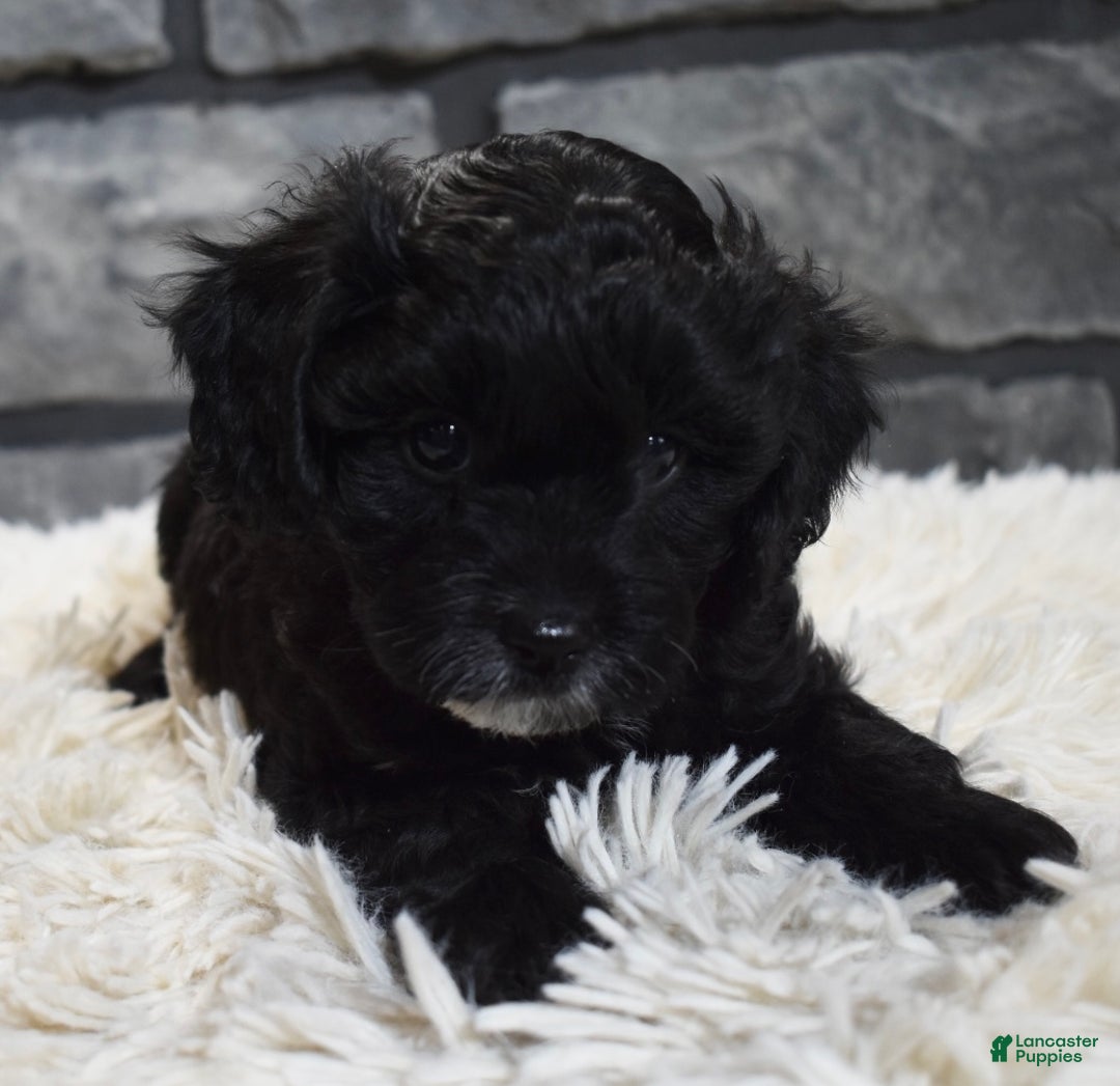 Cavapoo dogs for sale: Stella  - Ad 3