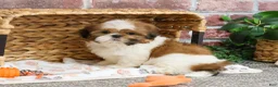 Shih Tzu dogs for sale: Dover  - Ad 1