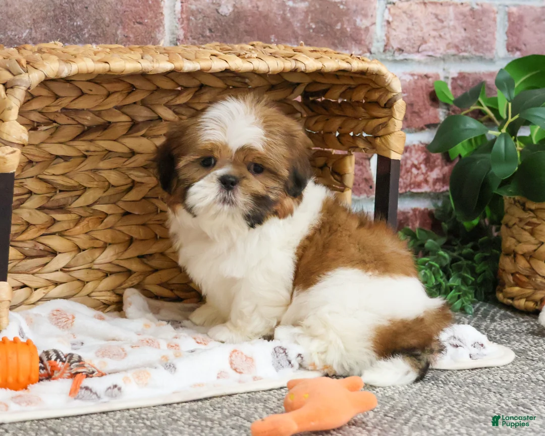 Shih Tzu dogs for sale: Dover  - Ad 1