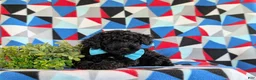 Miniature Poodle dogs for sale: Daeg - Ad 5