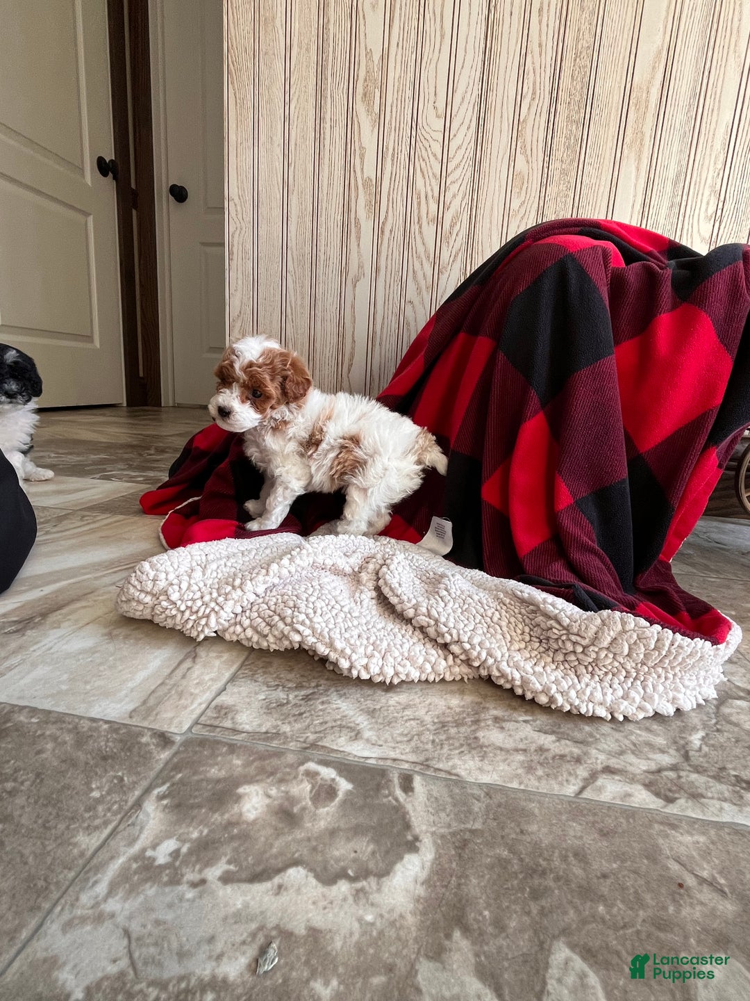 Miniature Poodle dogs for sale: Baby Miles🐾❤️AKC❤️Call 717-847-3183 - Ad 8