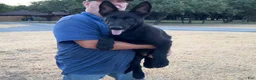 German Shepherd dogs for sale: Gipper  - Ad 2
