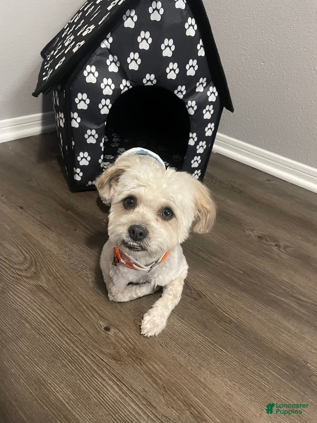 Gallery Image {{count}}