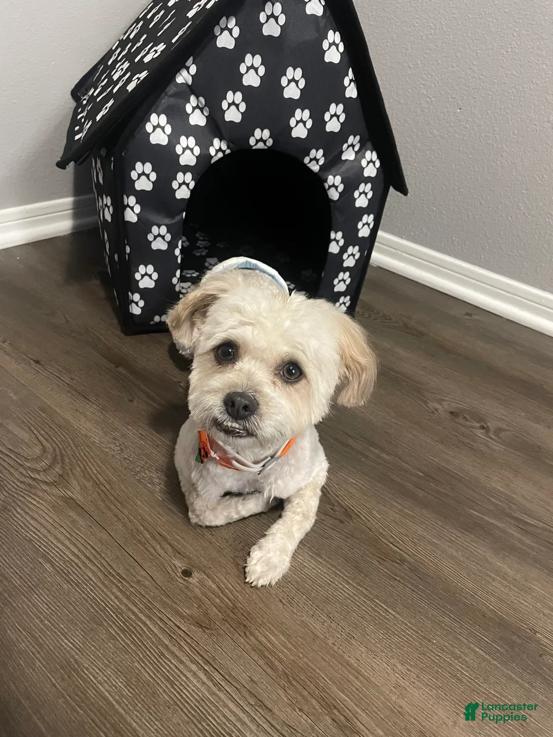 Gallery Image {{count}}