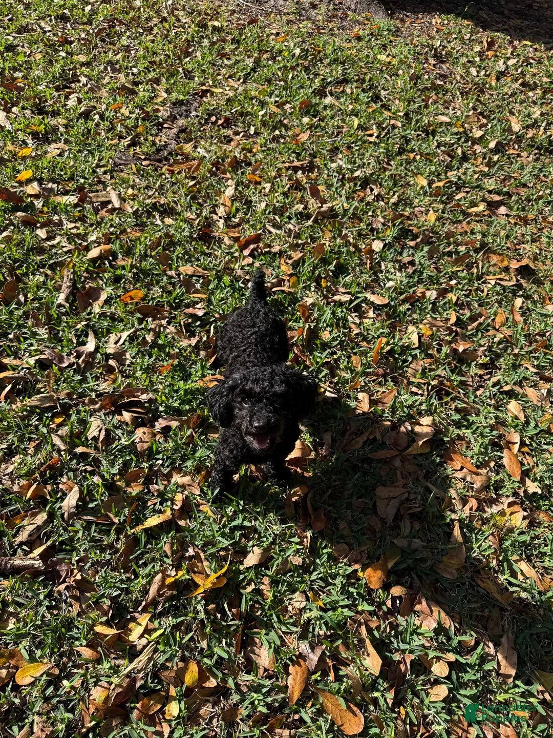 Toy Poodle dogs for sale: Ruth teacup - Ad 4