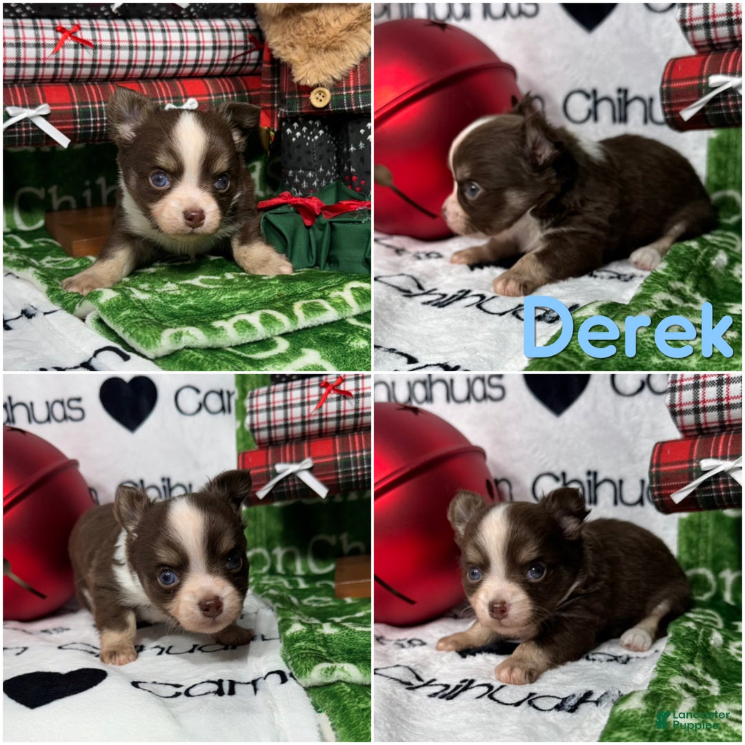 Chihuahua dogs for sale: Derek LC Chocolate Tri - Ad 2