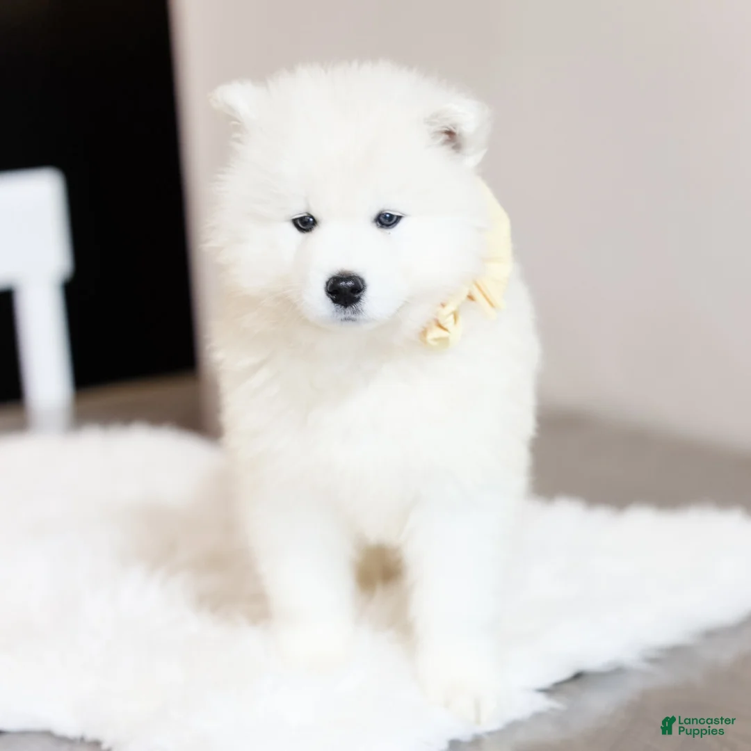 Samoyed dogs for sale: Sprout  - Ad 1