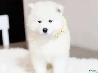 Samoyed dogs for sale: Sprout - Ad 2