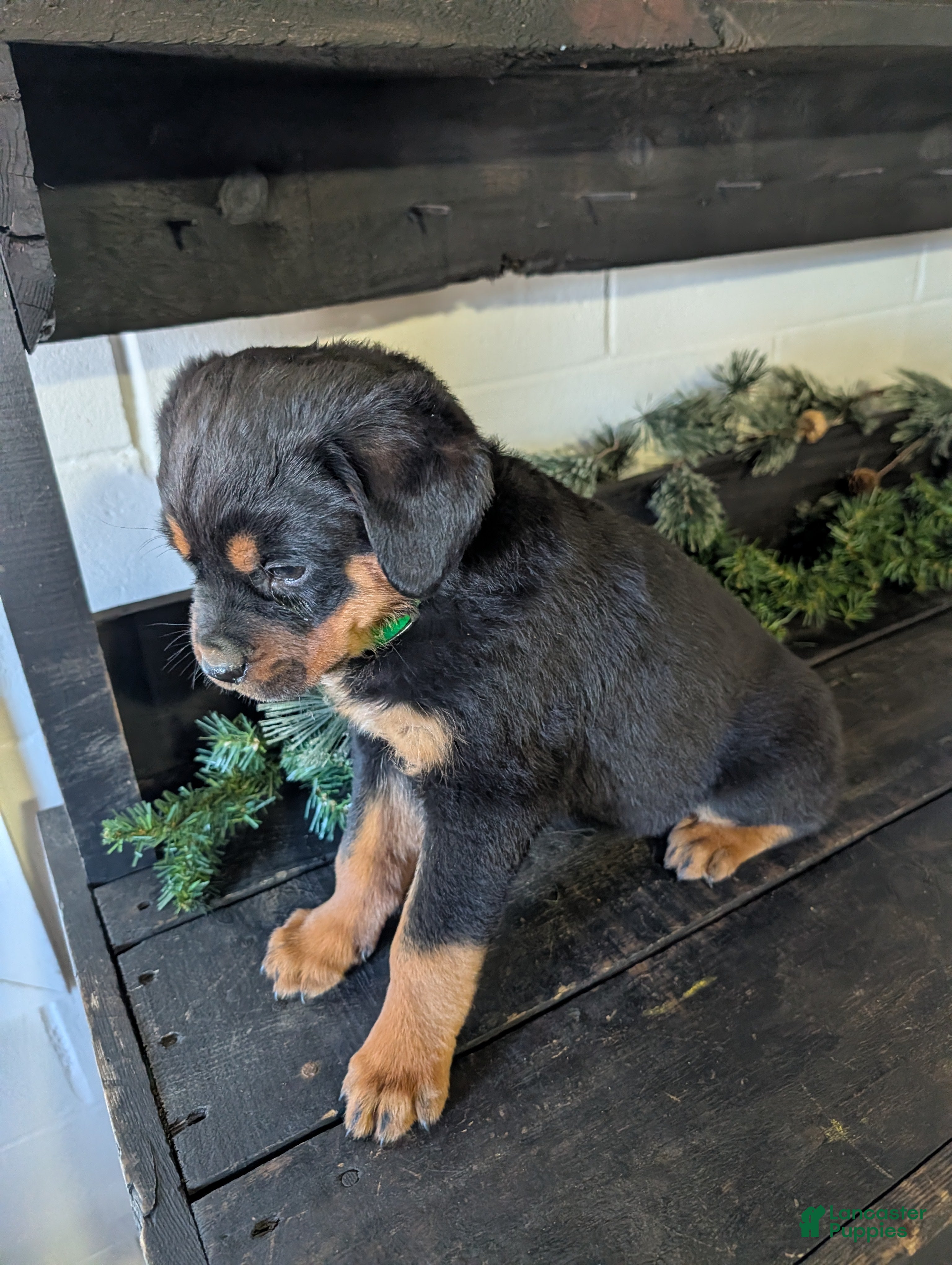 Rottweiler dogs Brent - Ad 2