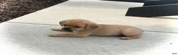 Puggle dogs for sale: Puggle 4 - Ad 5
