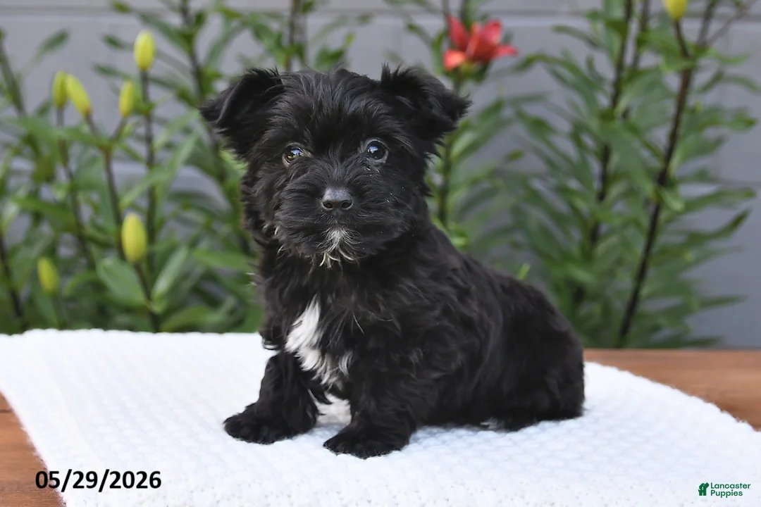 Yorkiepoo dogs for sale: Milo - Ad 1