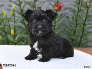 Yorkiepoo dogs for sale: Milo - Ad 1