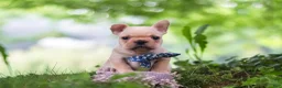 French Bulldog dogs for sale: Cody - Ad 9