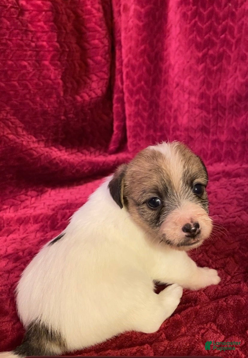 Jack Russell Terrier dogs Jack Russell Terrier Puppy 5 - Ad 2