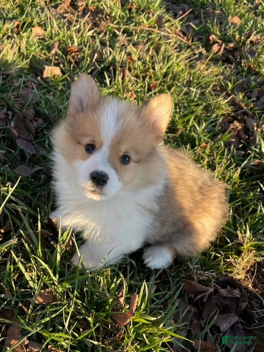 Welsh Corgi Pembroke dogs for sale: Welsh Corgi Pembroke Puppy 2 - Ad 2
