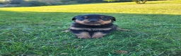 Rottweiler dogs for sale: Coco - Ad 3