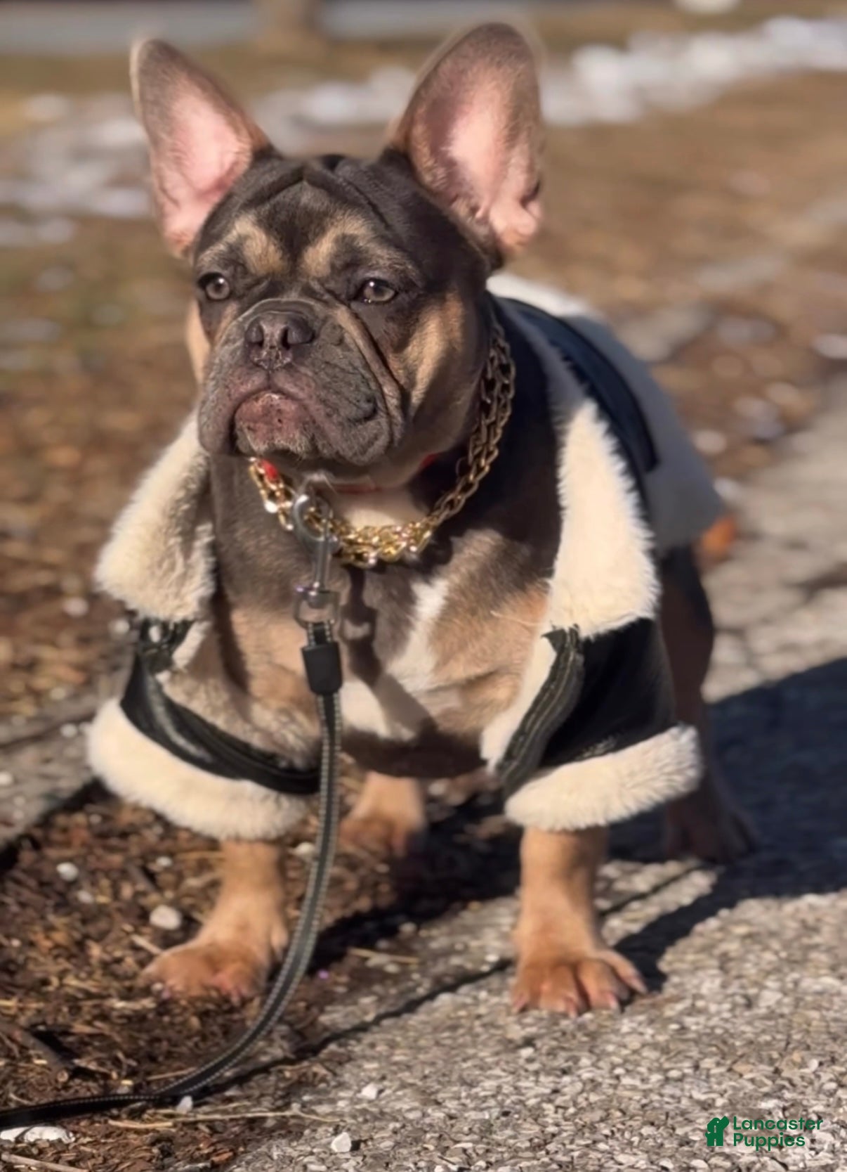 French Bulldog dogs French Bulldog Puppy  - Ad 2