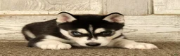 Siberian Husky dogs for sale: Sammy - Ad 4