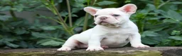French Bulldog dogs for sale:  Fiona Rose🎀 - Ad 8