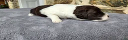 Portuguese Water Dog dogs for sale: Ruth - Ad 3