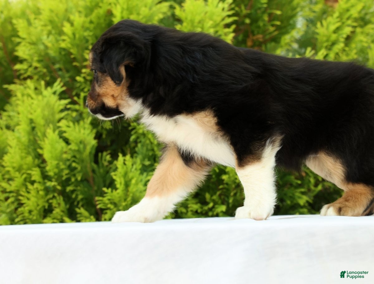 Australian Shepherd dogs for sale: Sunshine - Ad 7