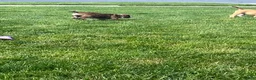 Mixed Breed dogs for sale: Tot-Tot - Ad 4