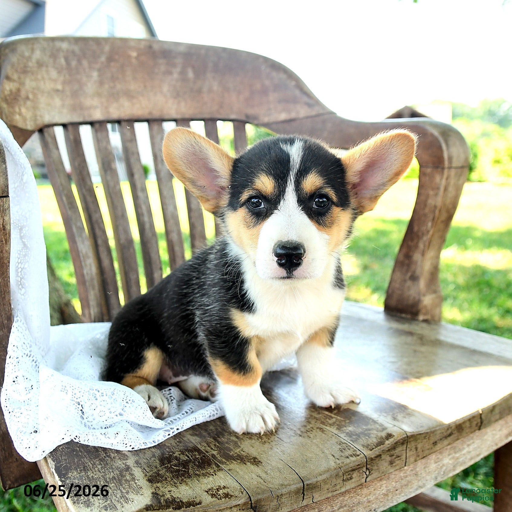 Welsh Corgi Pembroke dogs Renita - Ad 1