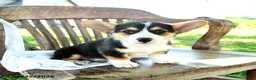 Welsh Corgi Pembroke dogs for sale: Renita - Ad 1