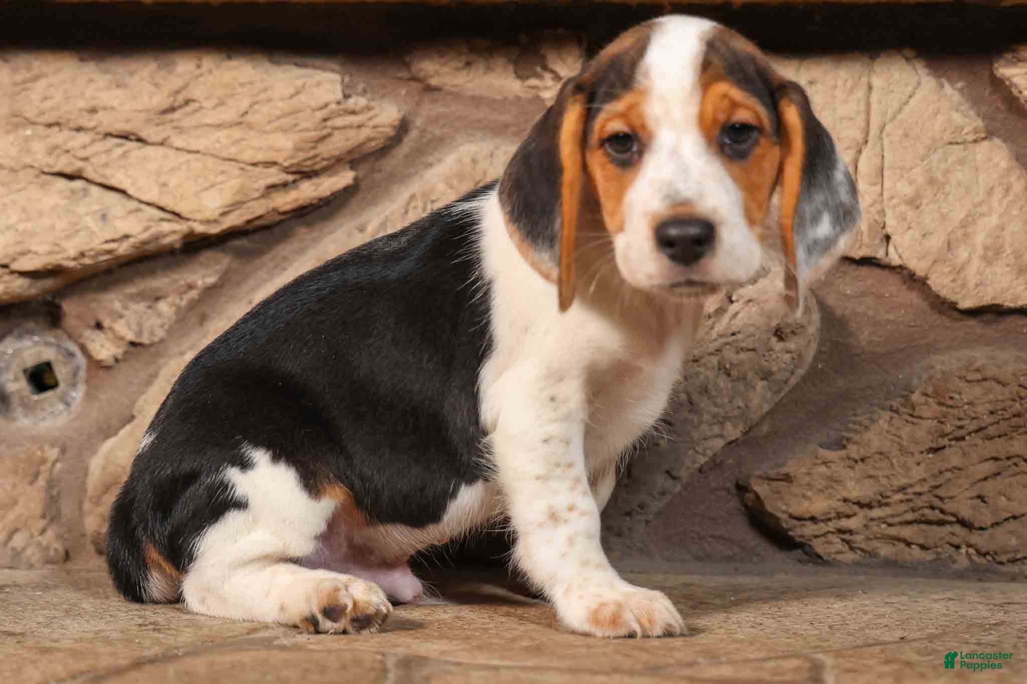 Beagle dogs Dillard🐾 - Ad 2