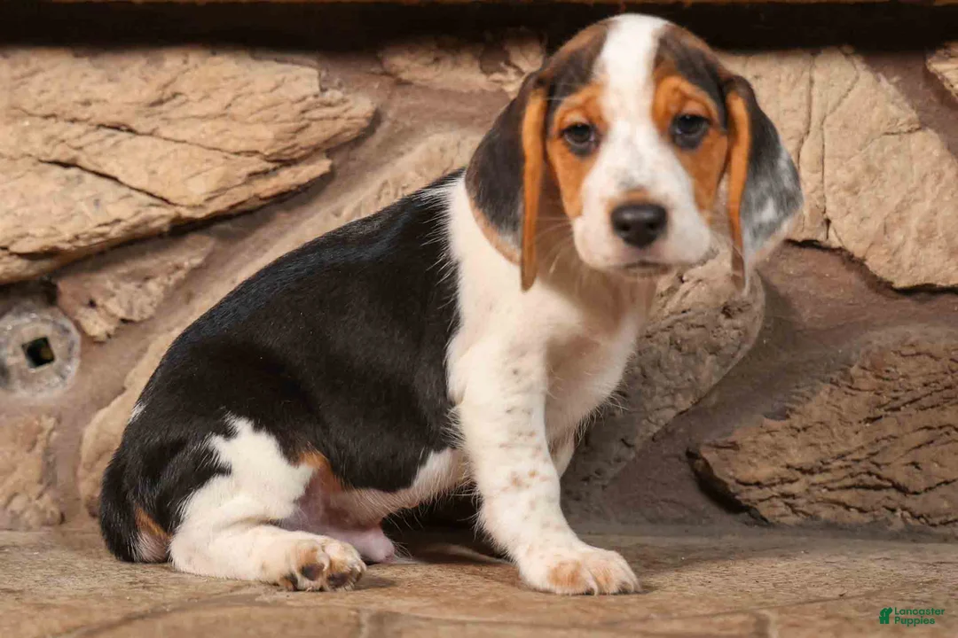 Beagle dogs for sale: Dillard🐾 - Ad 2