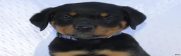 Rottweiler dogs for sale: Bandit  - Ad 4