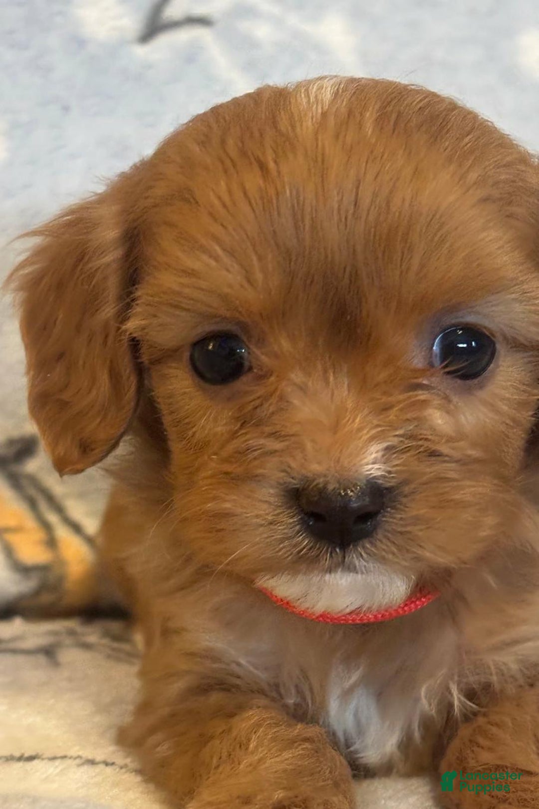 Cavapoo dogs for sale: Bill - Ad 16