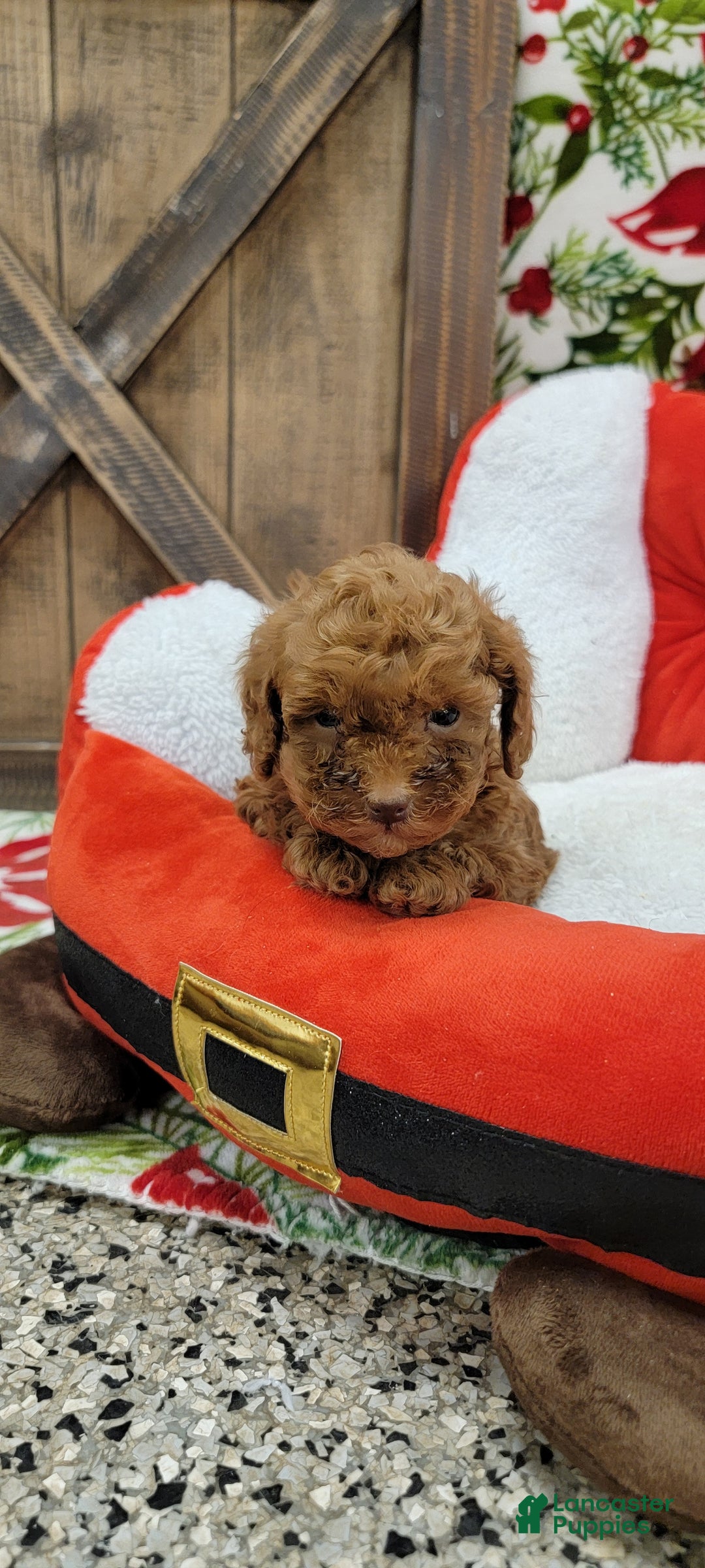 Toy Poodle dogs for sale: Midget - Ad 2